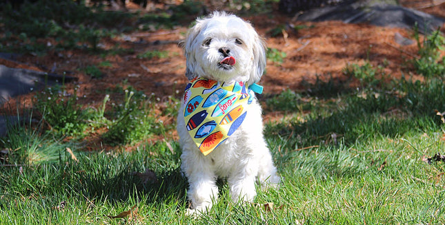 Surf's Up! Dog Bandana