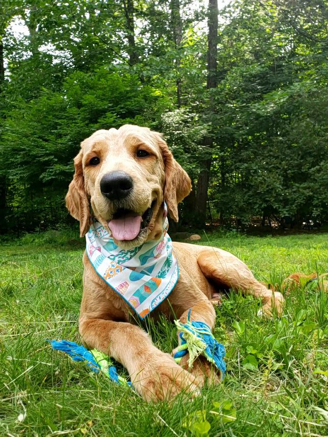 Surfboard Dog Bandana