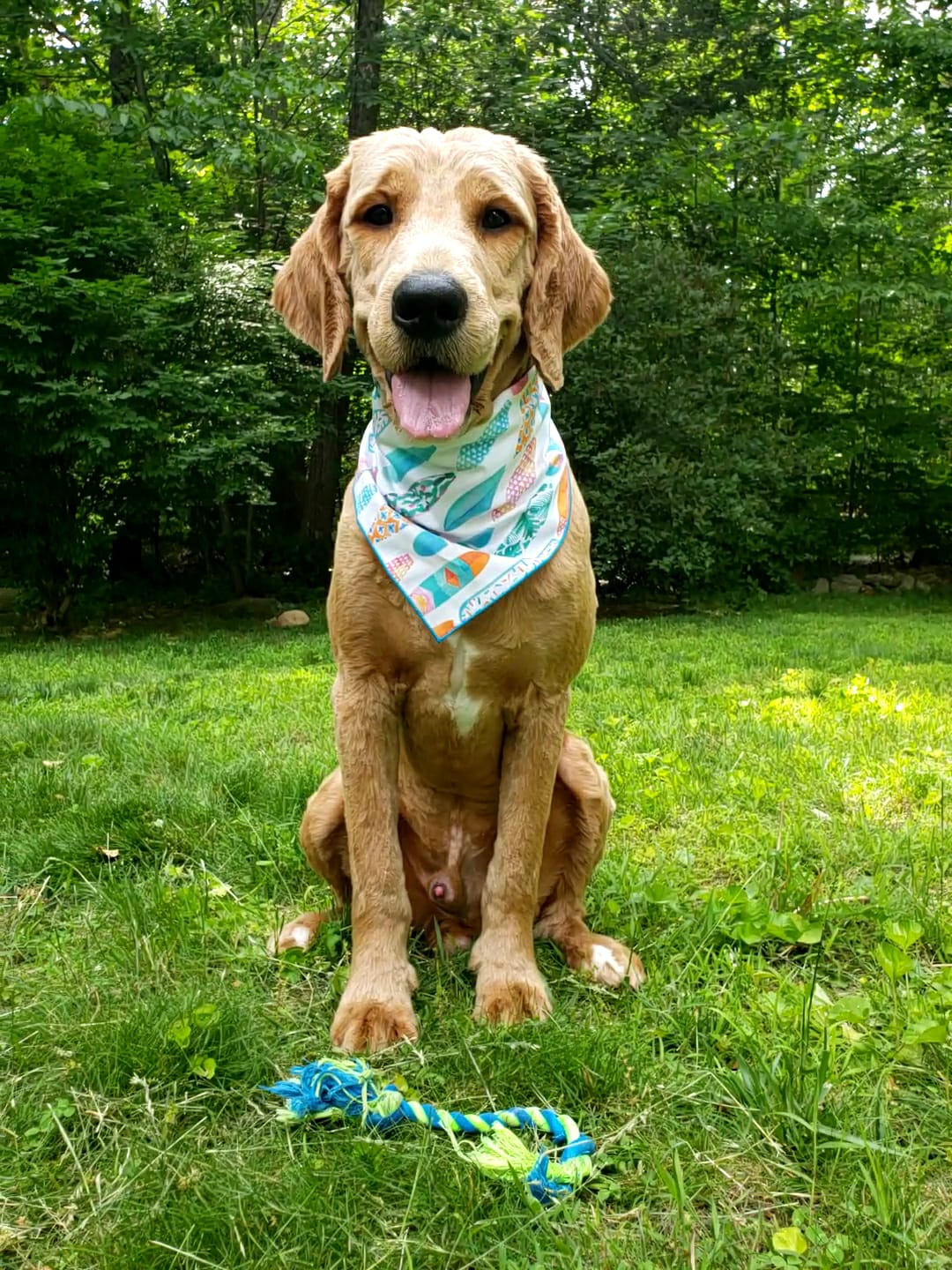 Surfboard Dog Bandana