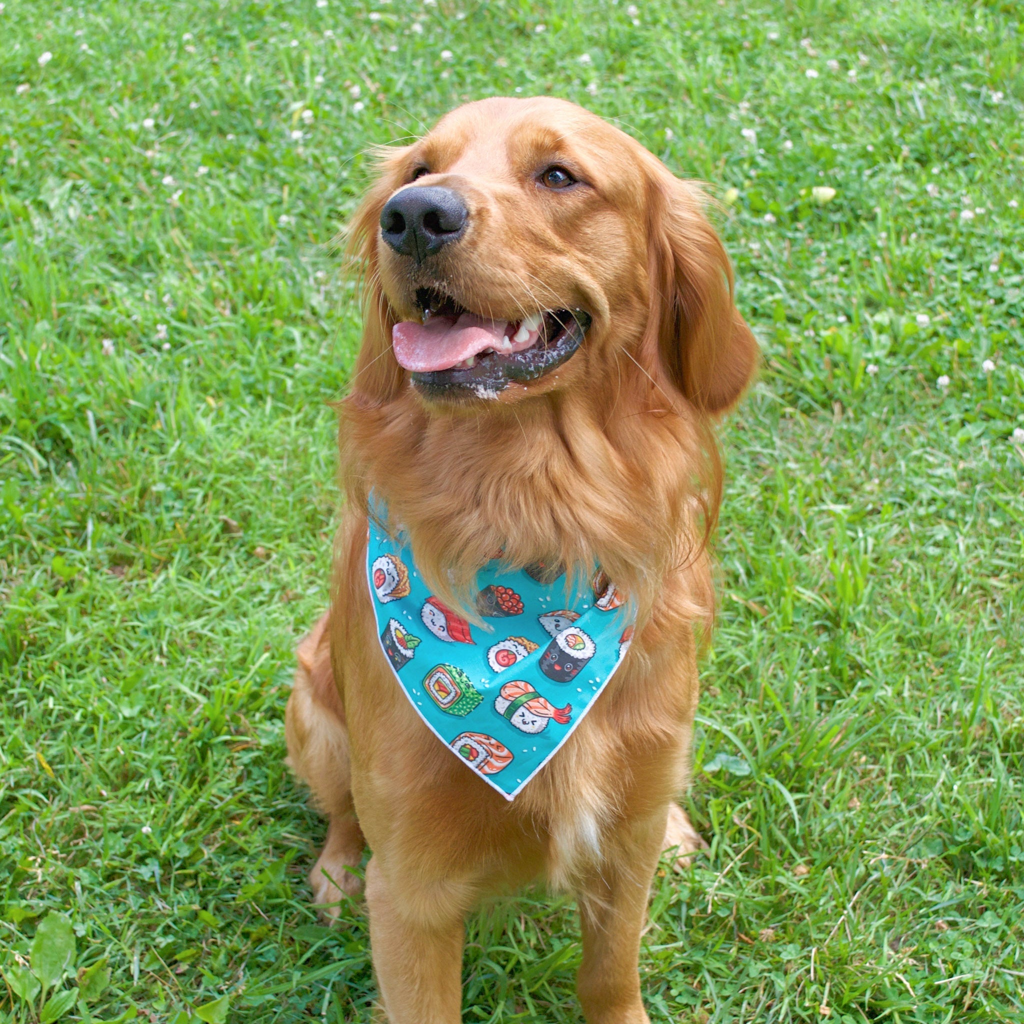 Sushi Dog Bandana -Design Faces Down