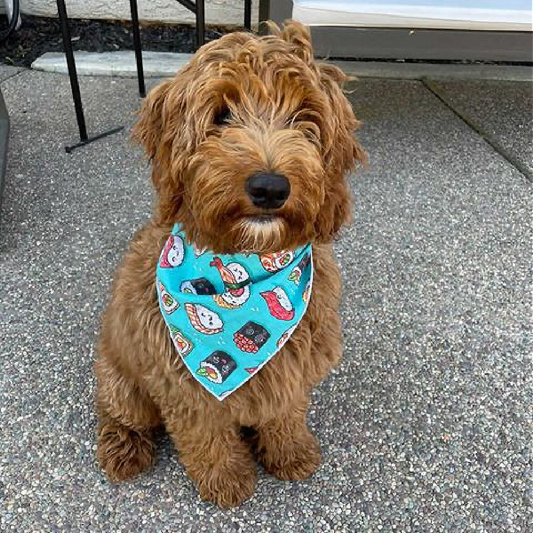 Sushi Dog Bandana -Design Faces Up