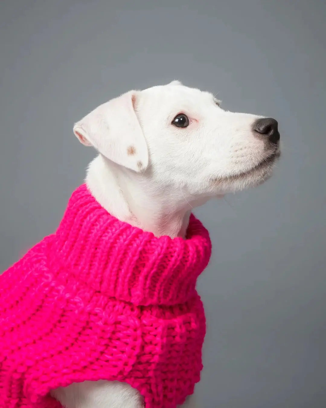 Sweaters: Collection of Sweaters for pets-Knit Sweater in Hot Pink