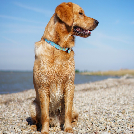 Swim Time Dog Collar