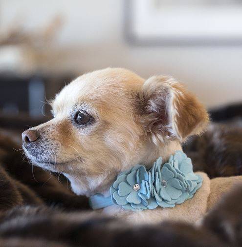 Tinkie's Garden Flower Collar