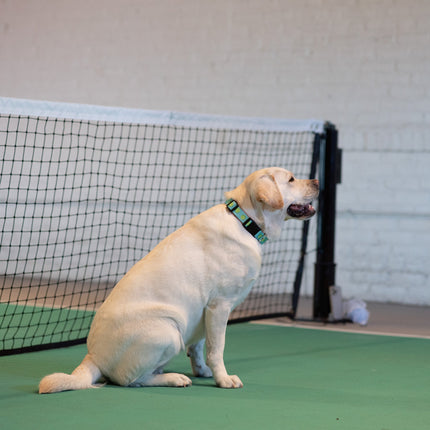 Tennis Balls Printed Dog Collar