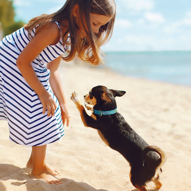 To the Beach Dog Collar