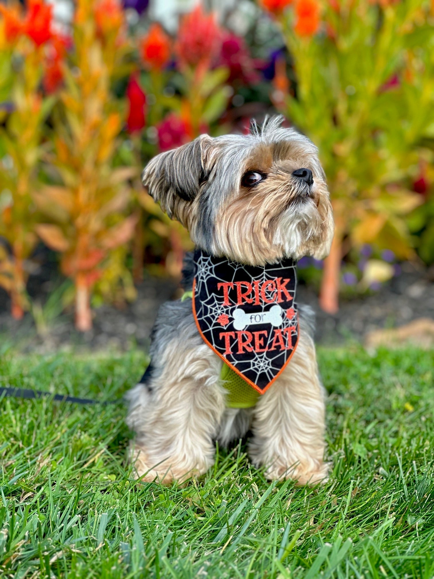 Trick for Treat Halloween Dog Bandana