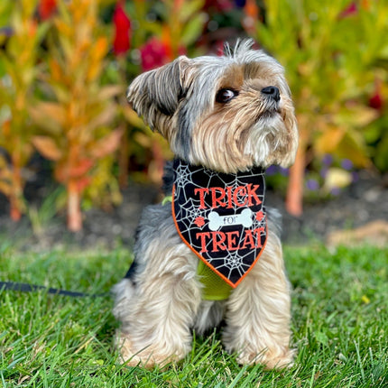 Trick for Treat Halloween Dog Bandana