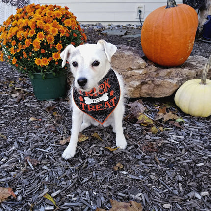 Trick for Treat Halloween Dog Bandana