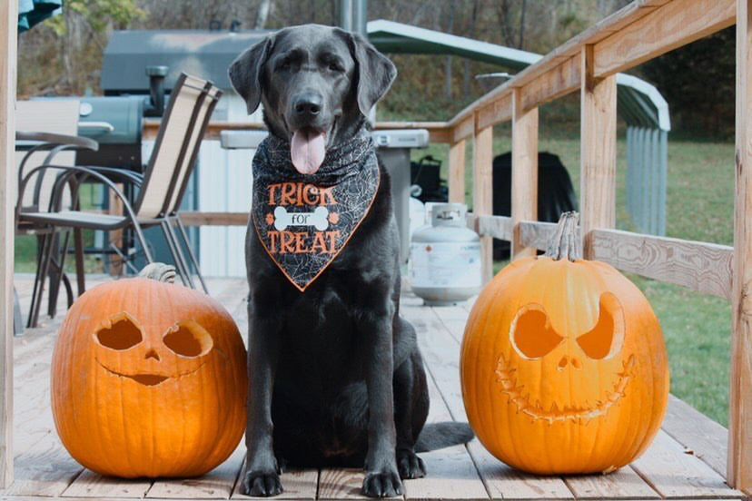 Trick for Treat Halloween Dog Bandana