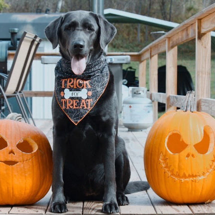 Trick for Treat Halloween Dog Bandana