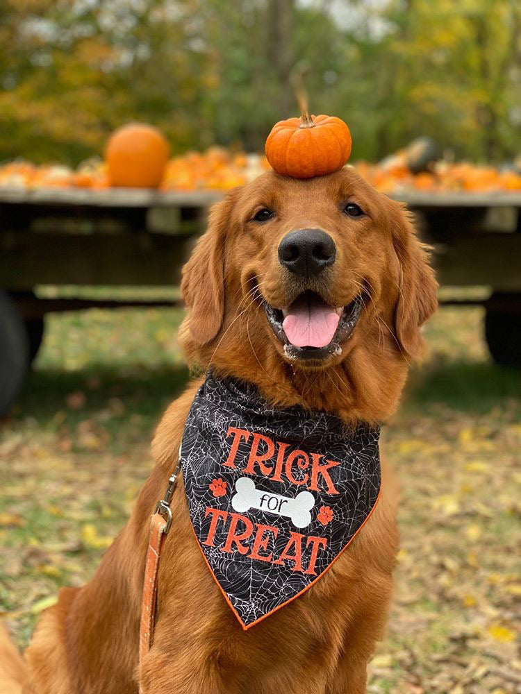 Trick for Treat Halloween Dog Bandana