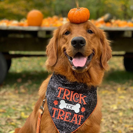 Trick for Treat Halloween Dog Bandana