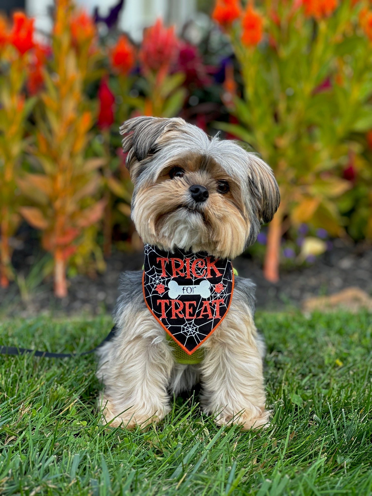 Trick for Treat Halloween Dog Bandana