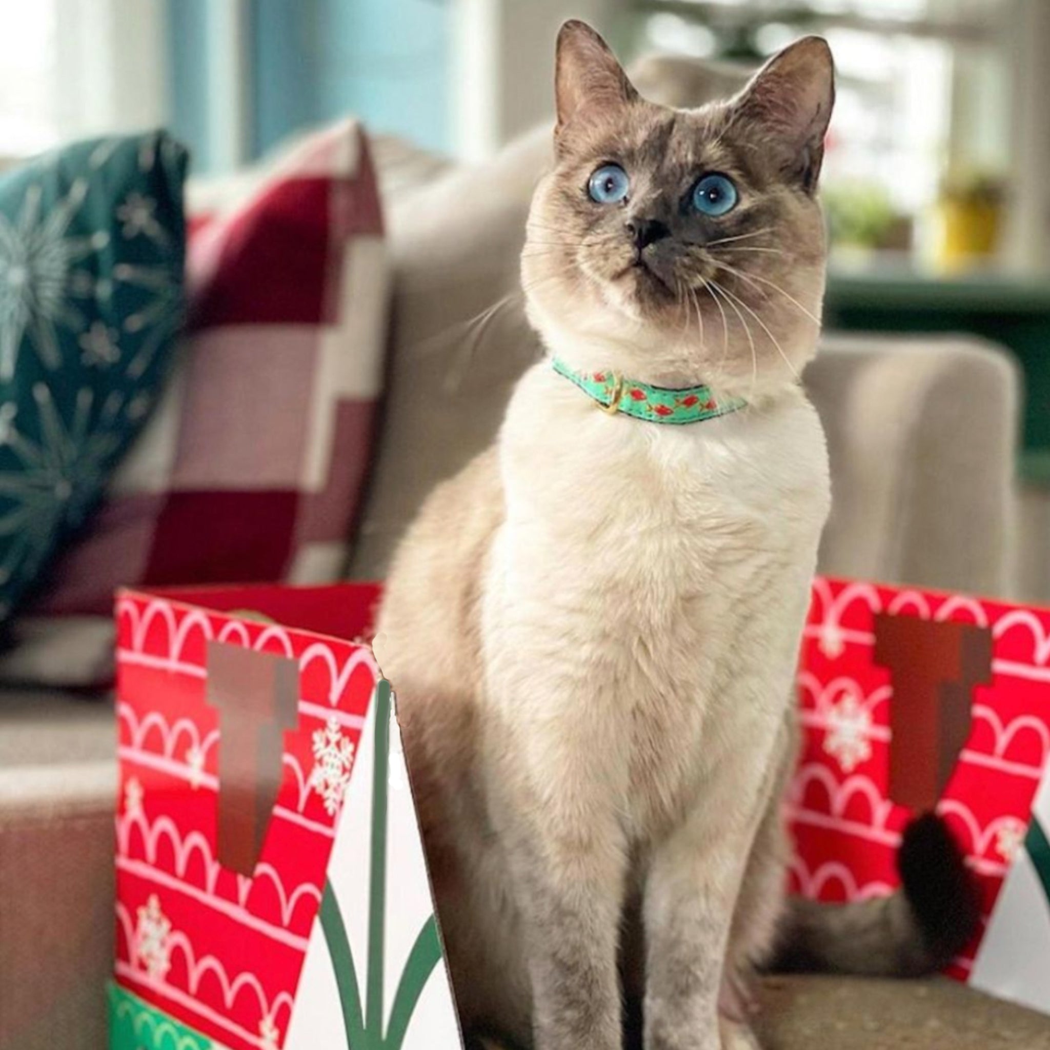 Tropical Fish Cat Collar