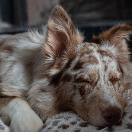 Lynx Dog Armour™ Blanket