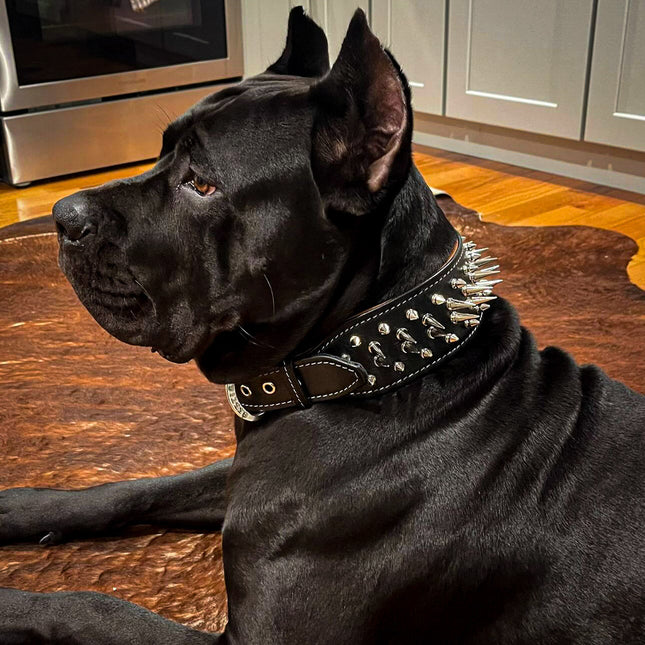 The "Big Boy" collar