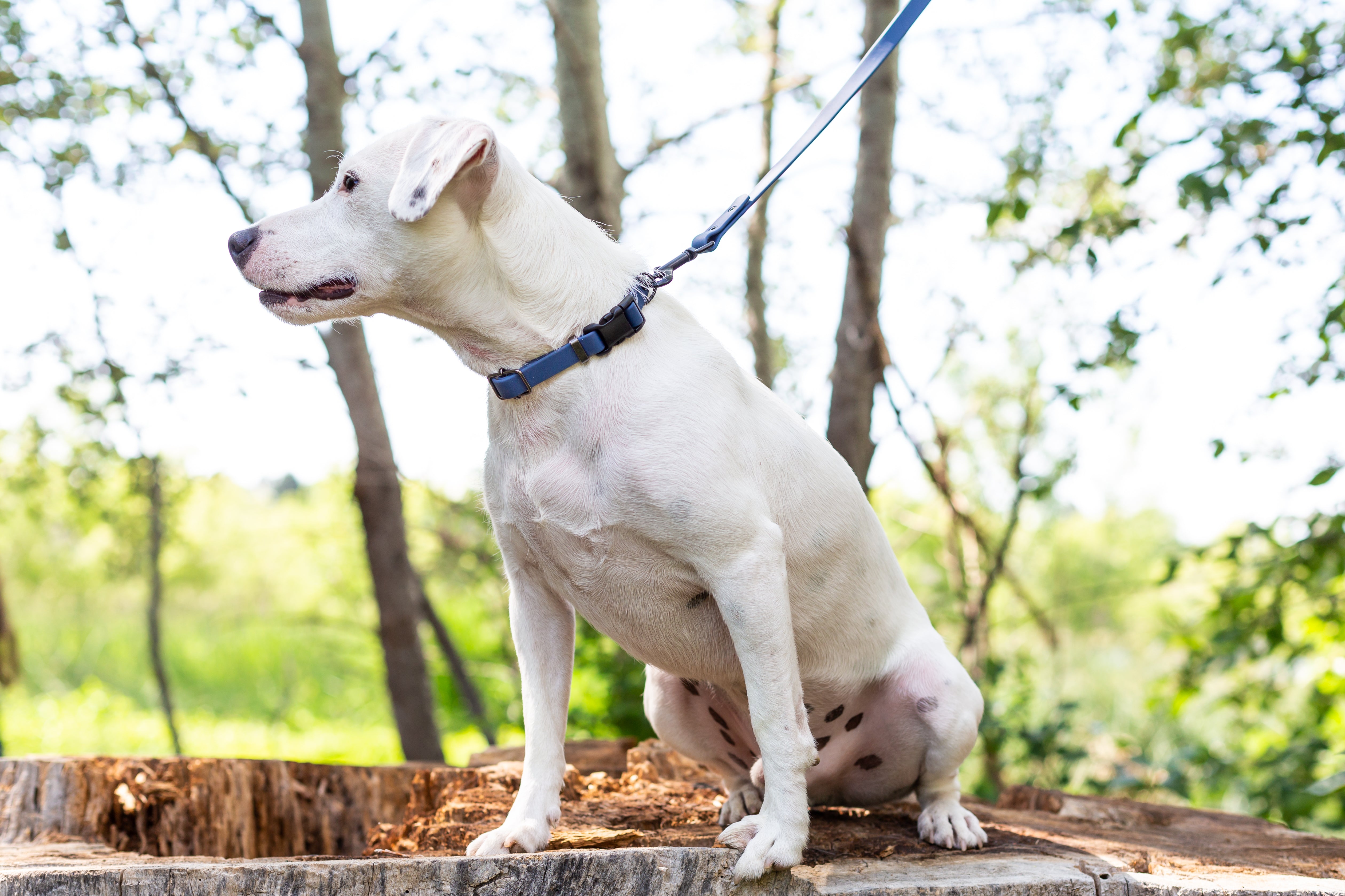 Waterproof Dog Collar