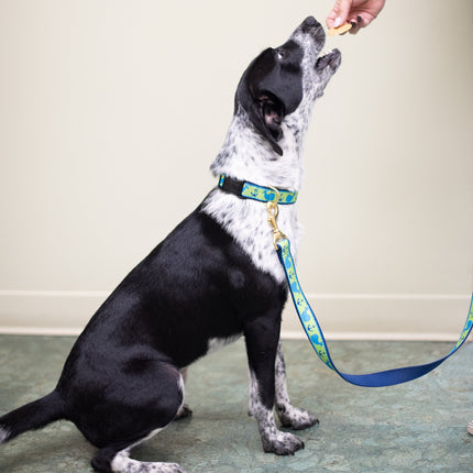 Whale Dog Collar