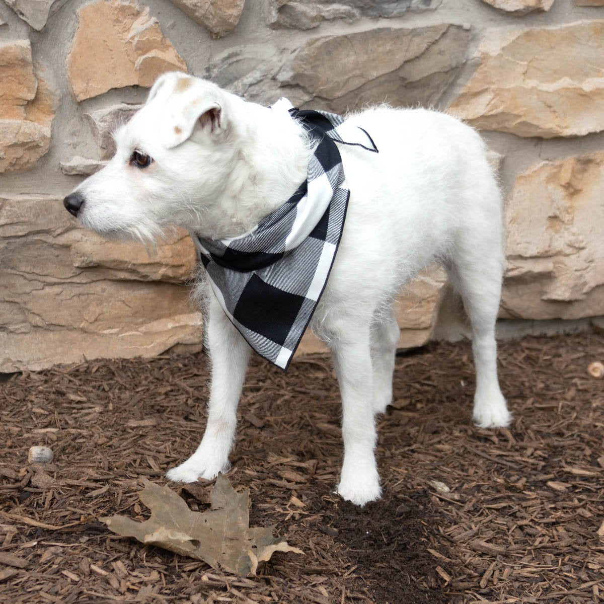 White & Black Buffalo Plaid Dog Bandana