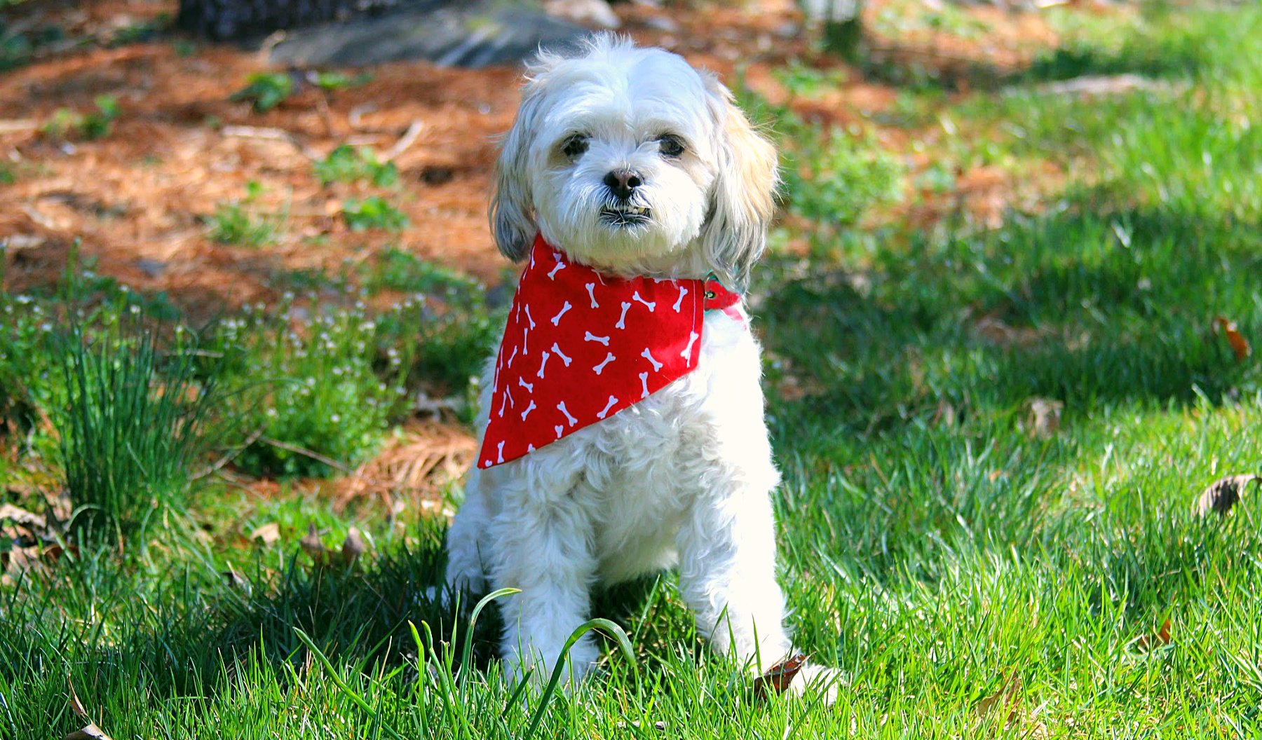 White Bones on Red Paws Dog Bandana