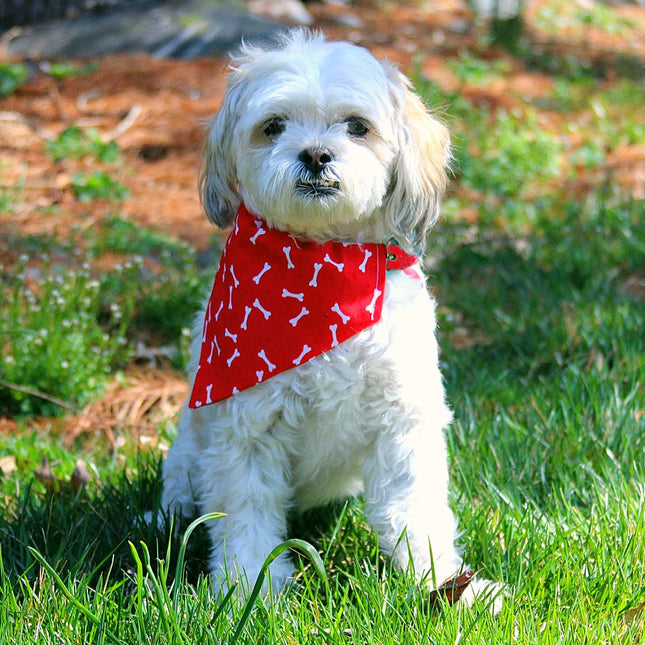 White Bones on Red Paws Dog Bandana