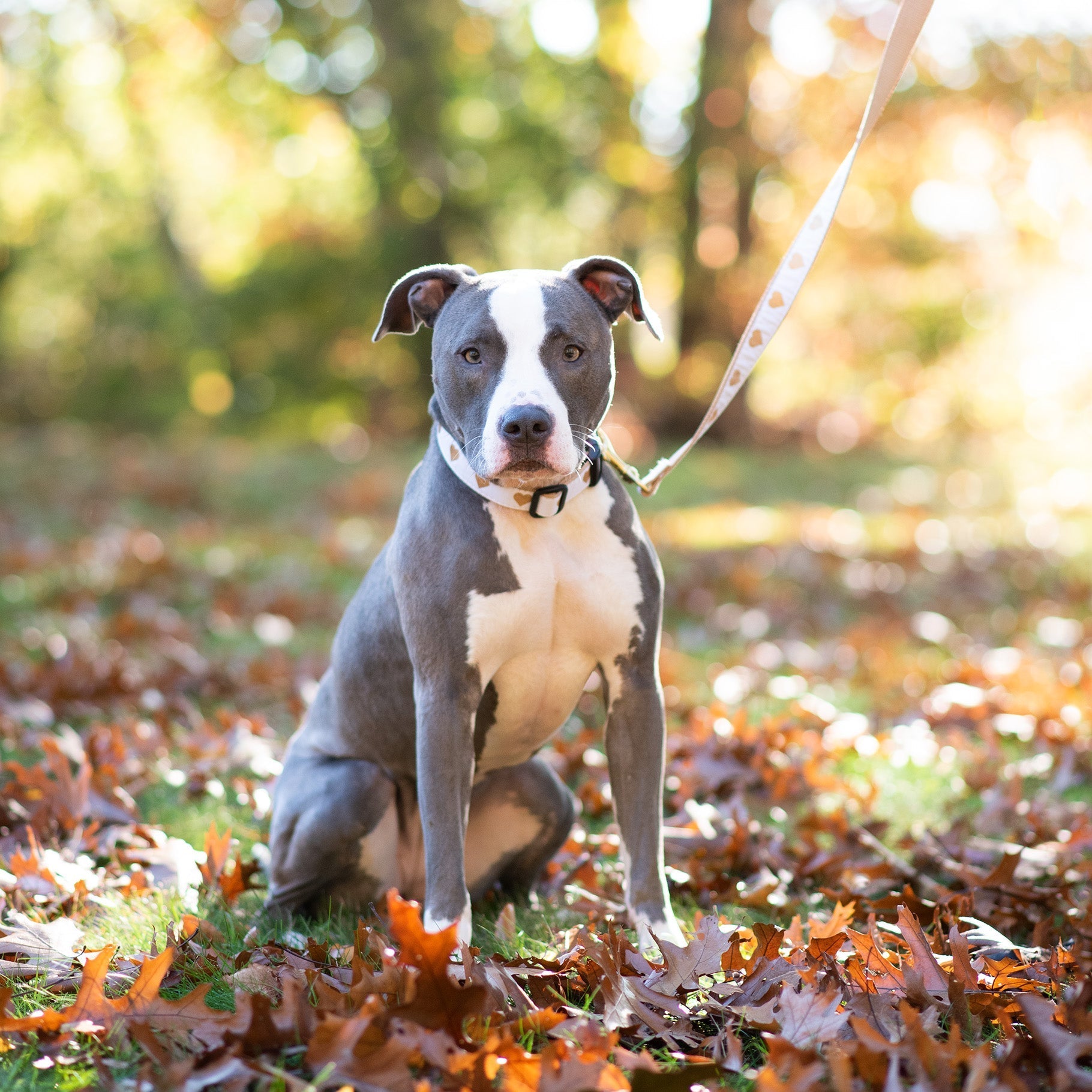 White Heart of Gold Dog Collar