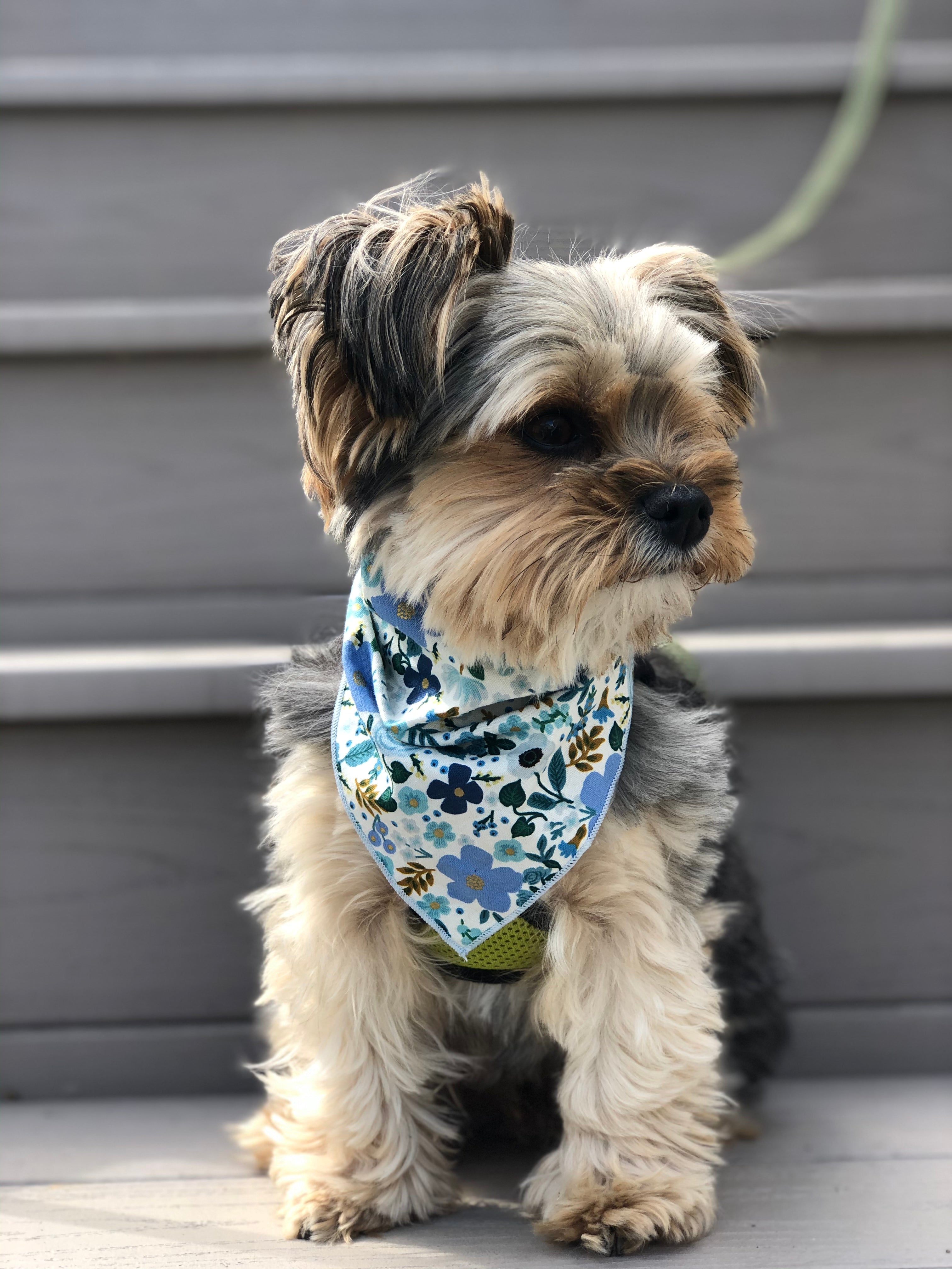 Wild Rose Metallic Dog Bandana