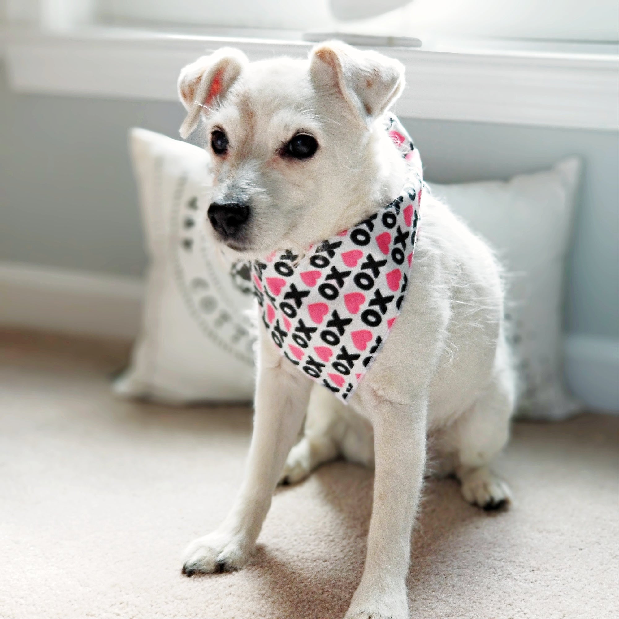 XOXO Dog Valentine Bandana