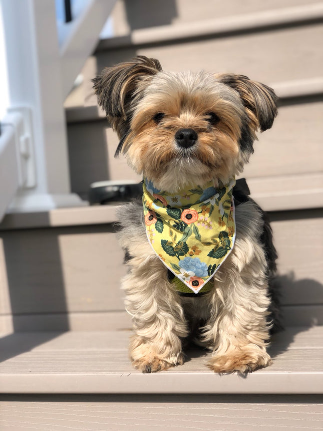 Yellow Flower Dog Bandana