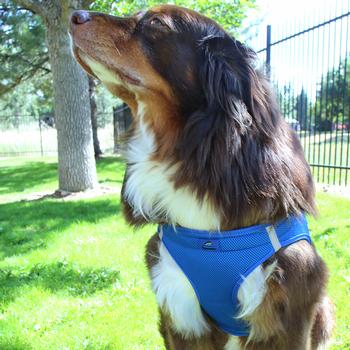 American River Ultra Choke Free Soft Mesh Dog Harness-Cobalt Blue