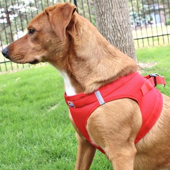 American River Ultra Choke Free Soft Mesh Dog Harness-Corral