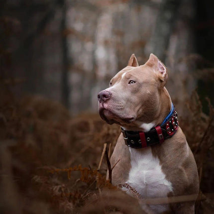 ''Captain America'' Collar