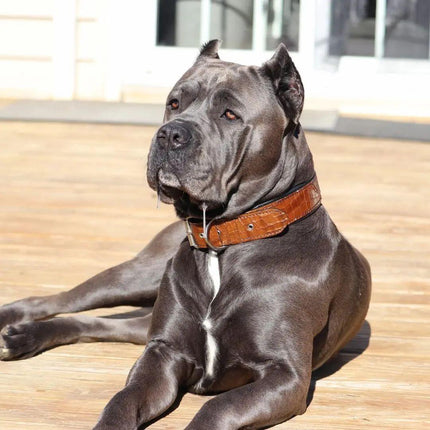 The "Korona" collar BROWN