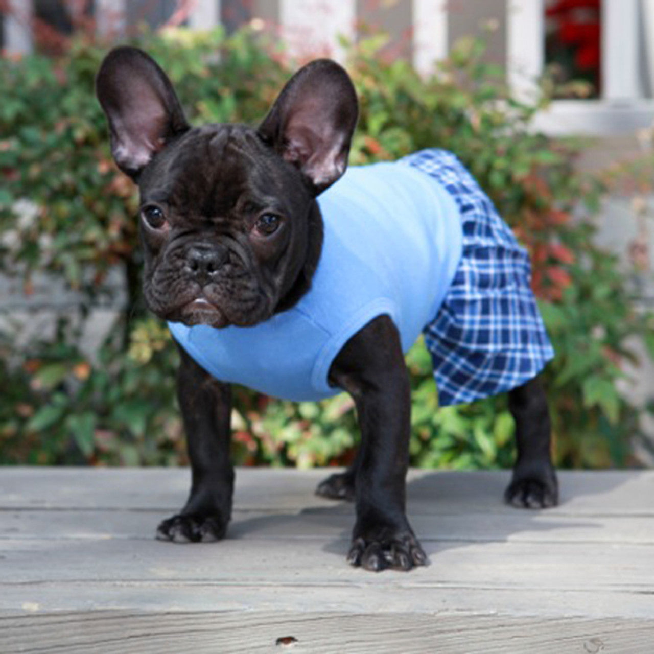 Boxer Shorts for Dogs - Blue Cotton