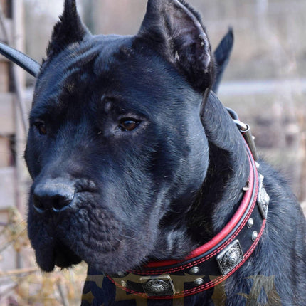 The "Eros" collar 2.5 inch wide black & red