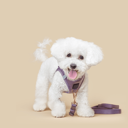 City Dog Leash - Lilac Gray