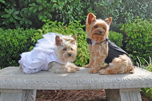 Wedding Tuxedo Black with Tails D-Ring and Bowtie Collar