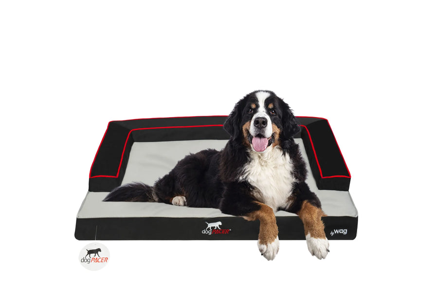 dogPACER Dog bed