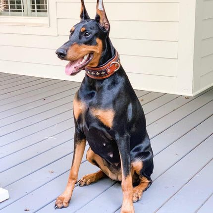 The "Balteus" brown collar