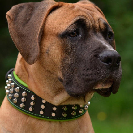 The "Stud" dog collar