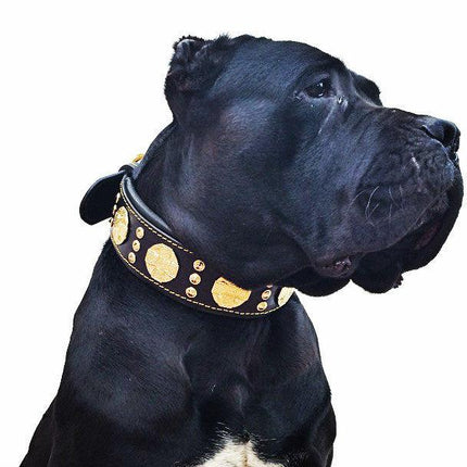 The "Maximus" collar 2.5 inch wide black & gold