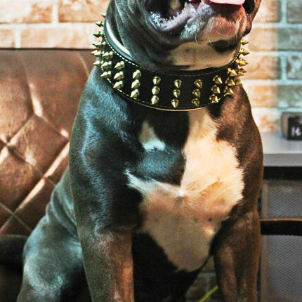 The "Gold Giant" collar