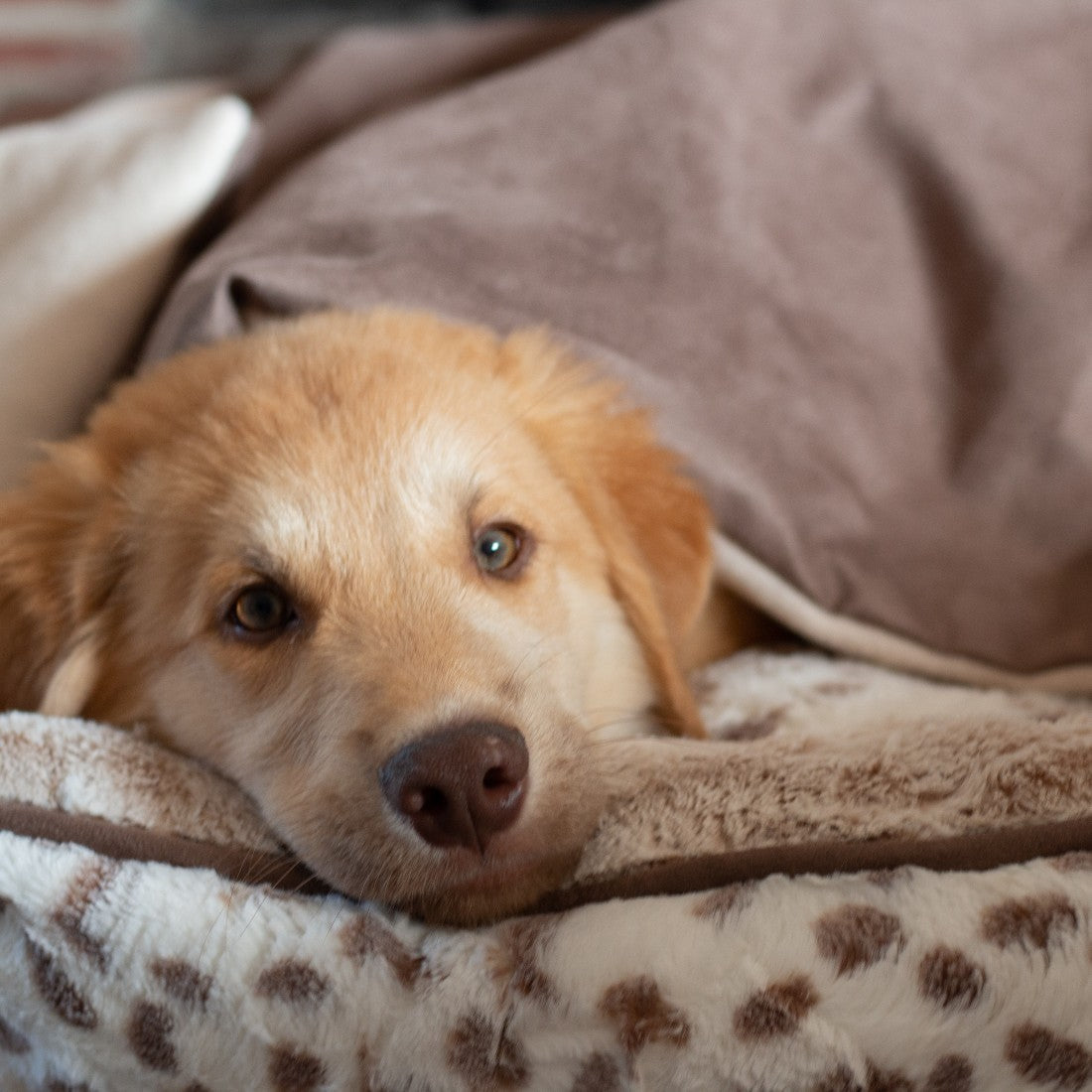 Soothe Anti-Anxiety Weighted Dog Blanket