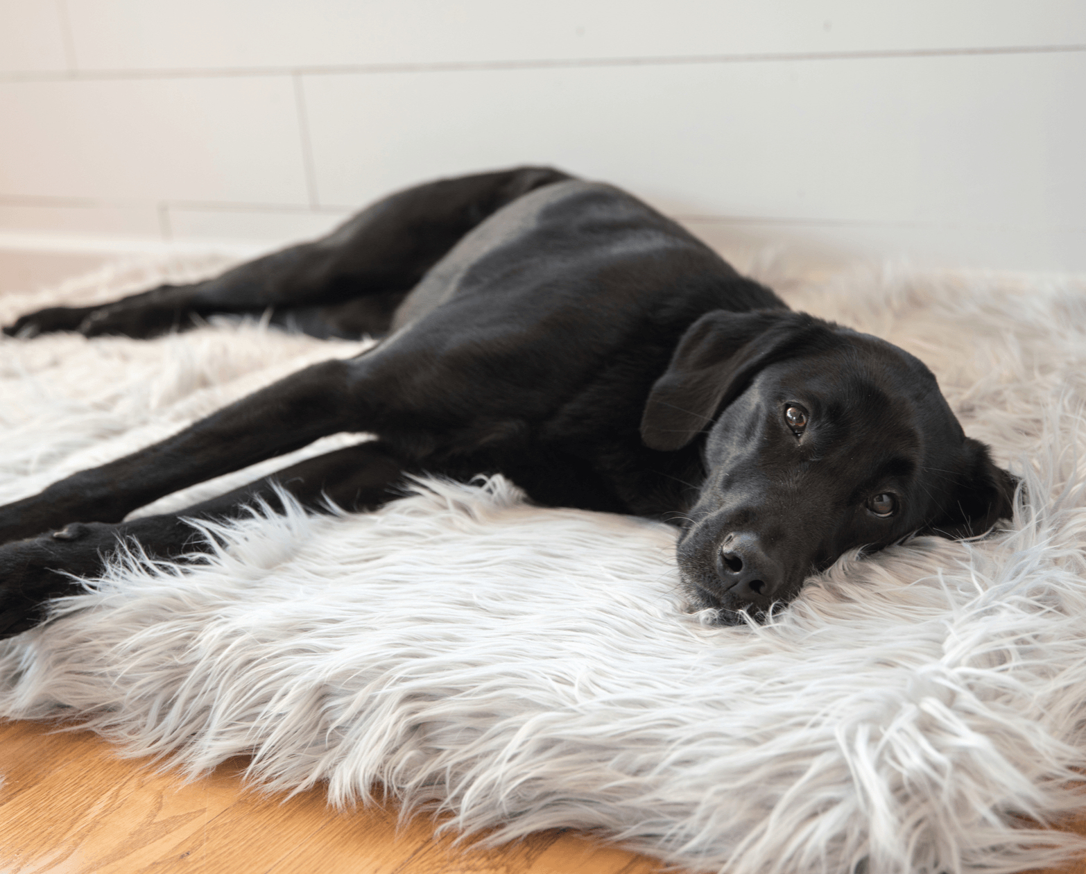 PupRug ™ Faux Fur Orthopedic Dog Bed - Rectangle Grey