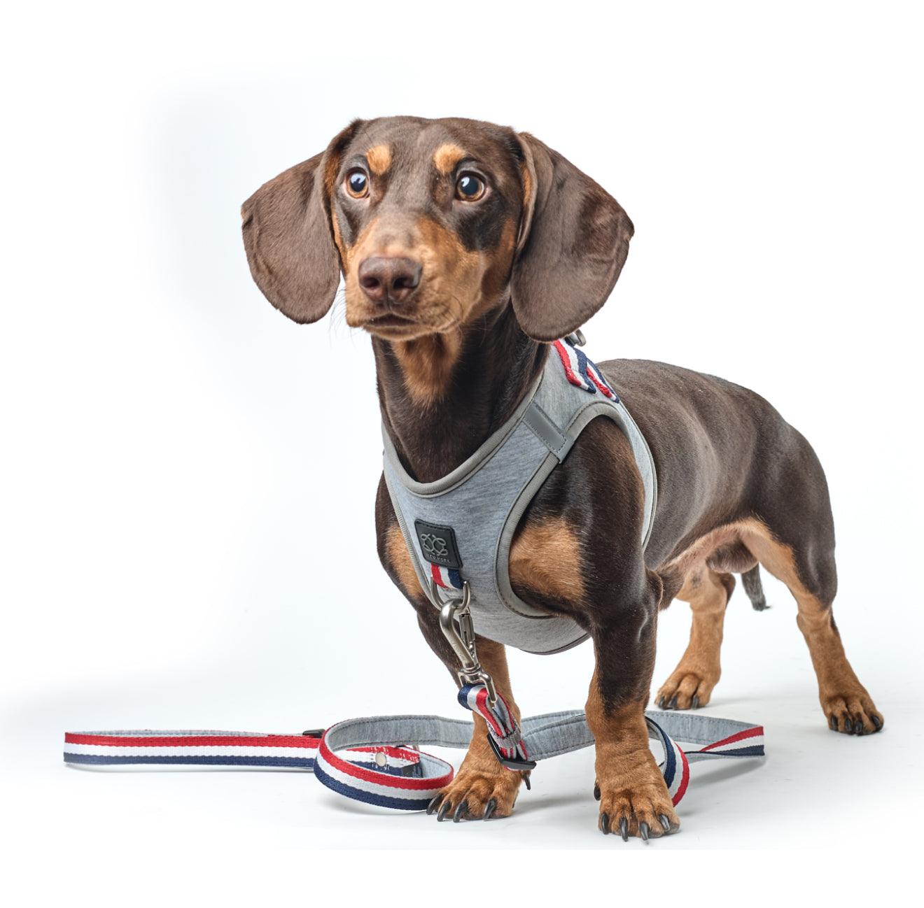 Hands-free Adjustable Dog Leash - Champion Gray