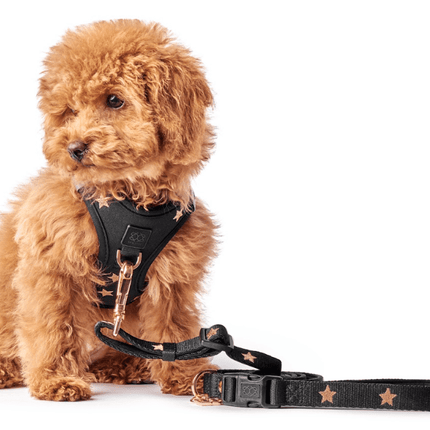 3-in-1 City Dog Leash - Rockstar