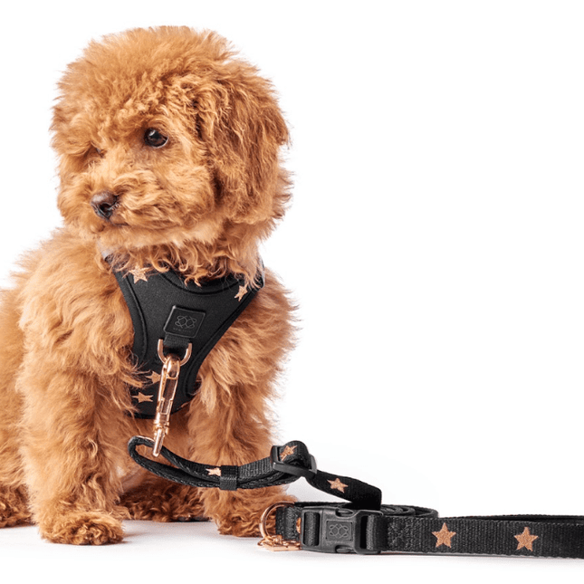 3-in-1 City Dog Leash - Rockstar