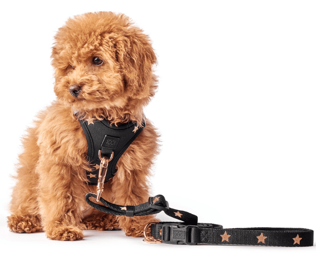 3-in-1 City Dog Leash - Rockstar