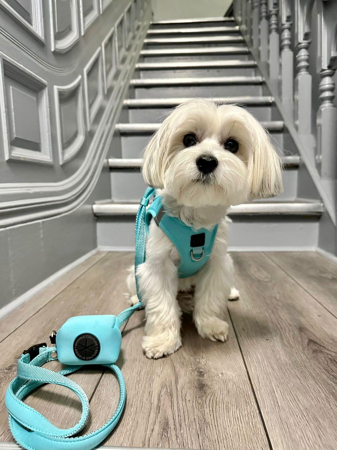 Hands-free Adjustable Dog Leash - Fifth Ave Blue